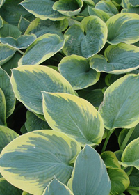 Hosta 'Great Arrival'